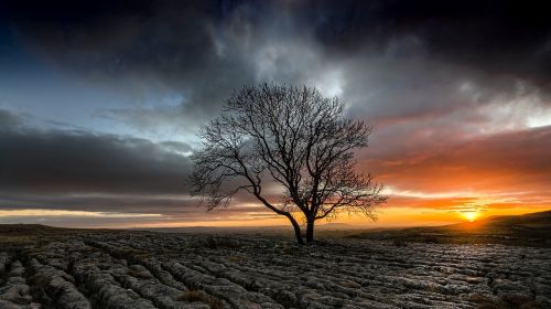 sunset silhouette tree