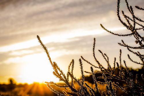 sunset dusk plants