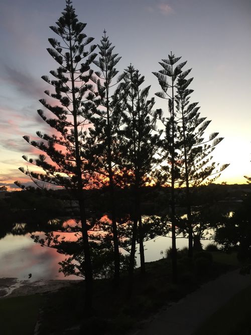 sunset trees lagoon