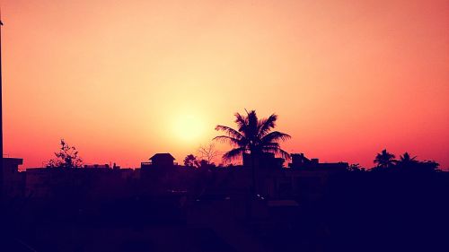 sunset dusk palm trees