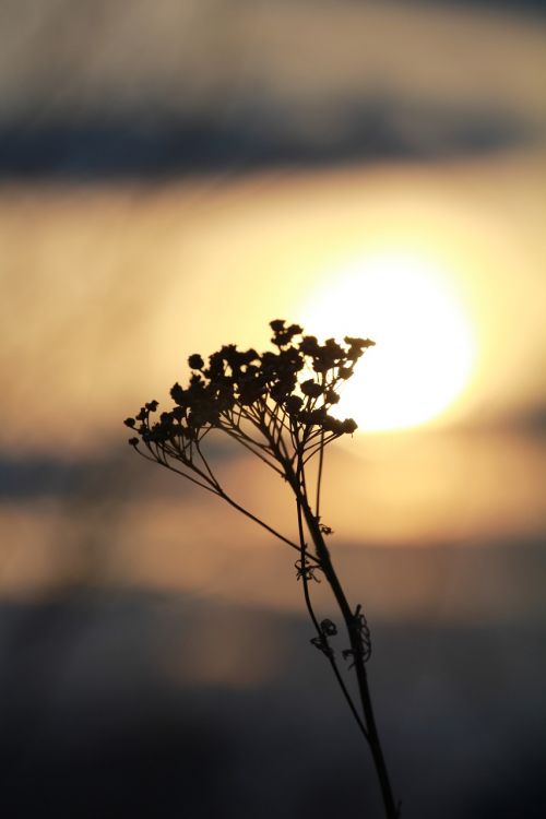 sunset dry flowers nature