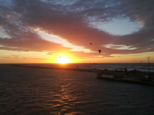 sunset sea gulls