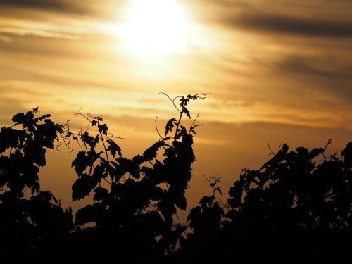 sunset vineyard vines