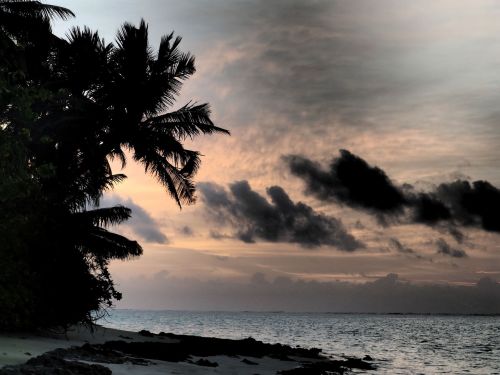 sunset clouds palm trees