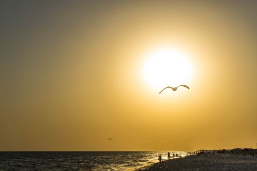 sunset bird sea