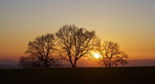 sunset trees back light