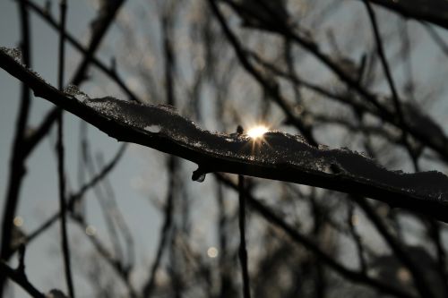 sunset magic tree ice