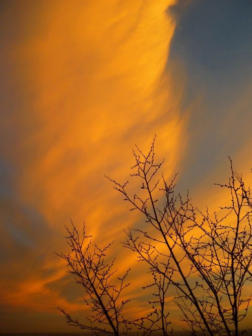 sunset cloud branch