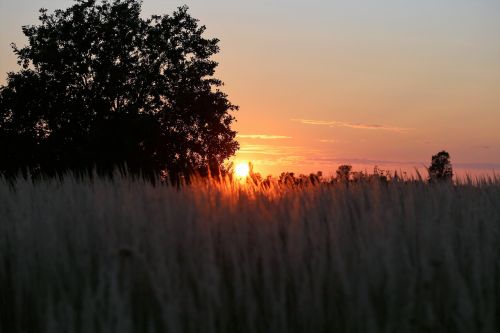 sunset evening grass