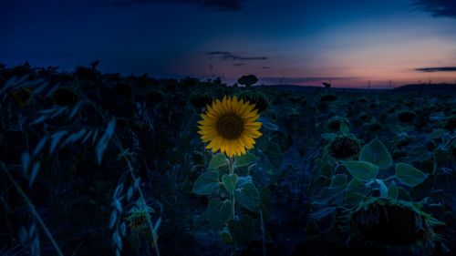 sunset sun flower sunflower field