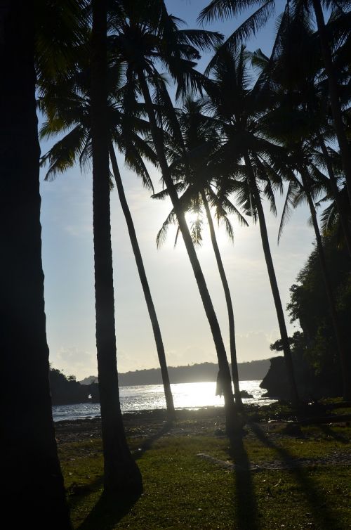 sunset sea palm