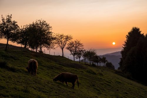 sunset pasture nature