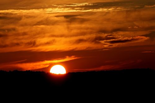 sunset horizon forest