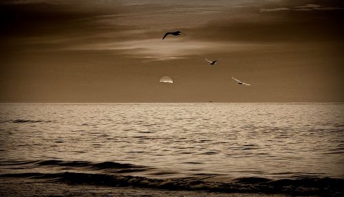 sunset sea the seagulls