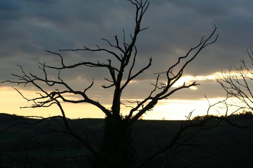 sunset tree winter