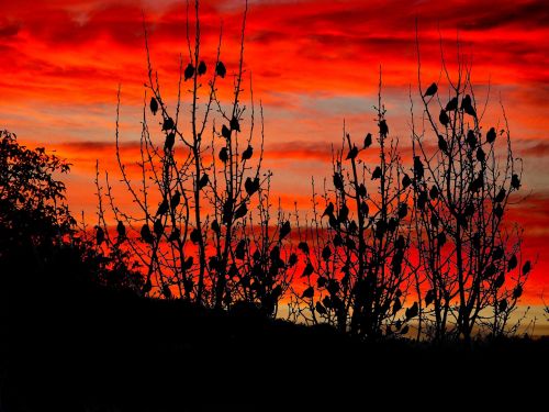 sunset red sky birds
