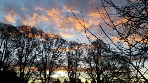 sunset silhouette trees