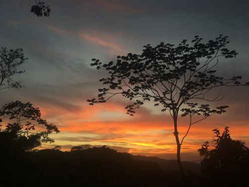 sunset tree evening sky