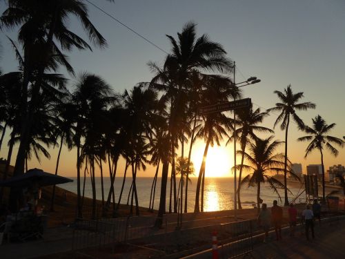sunset palm trees bahia