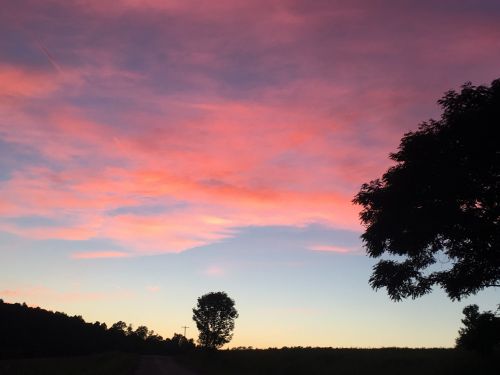 sunset pink trees