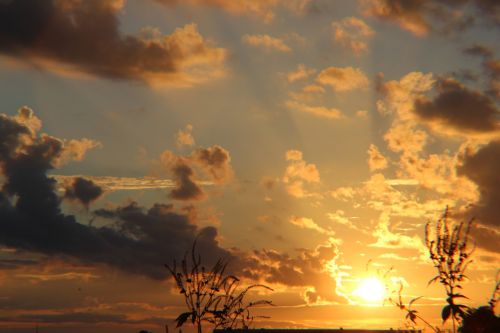 sunset trees partly cloudy