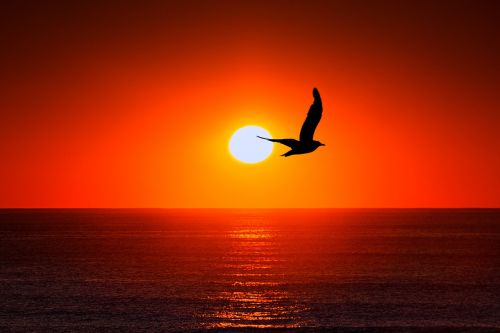 sunset sea gull
