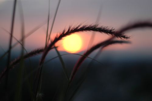 sunset grass nature