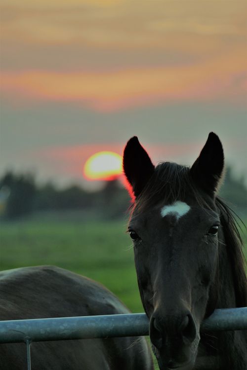 sunset horse dusk