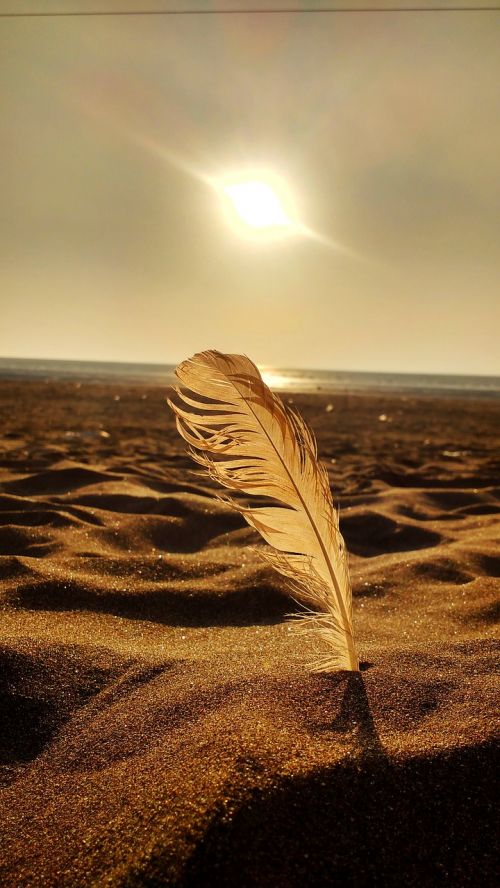 sunset golden feather