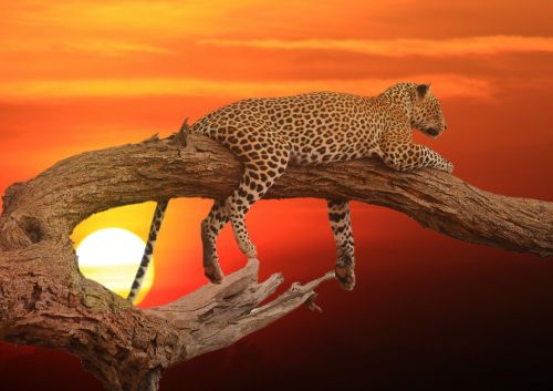sunset leopard bark