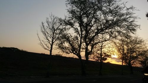 sunset railroad the tree