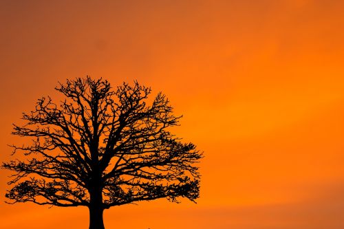 sunset sunrise tree