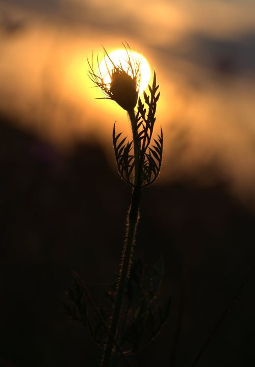 sunset plant shadow