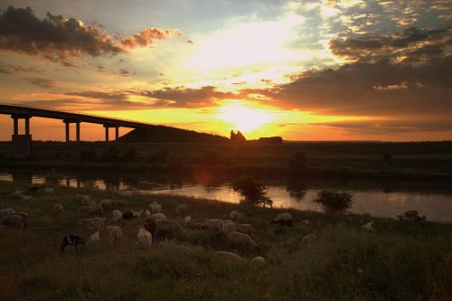 sunset sheep the flock