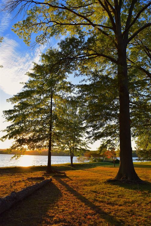 sunset tree lake