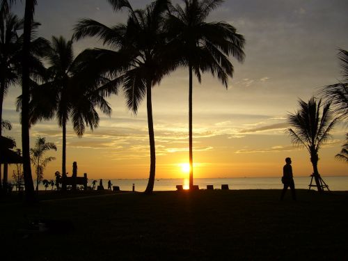 sunset beach palm trees