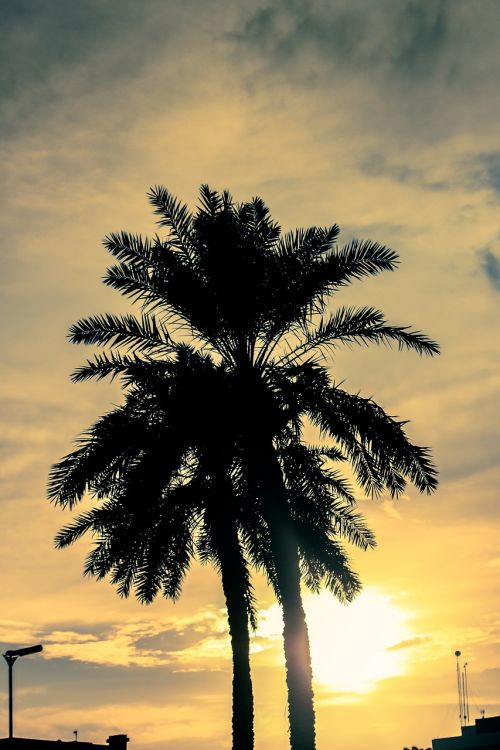 sunset palm trees palm tree