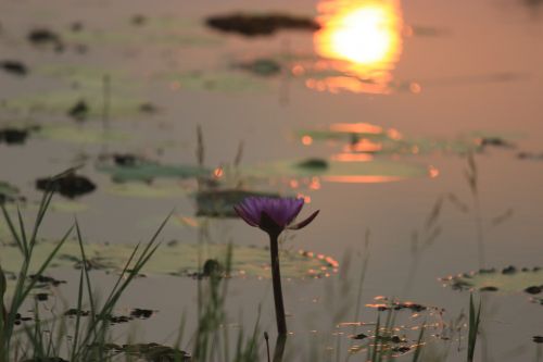 sunset dawn nature