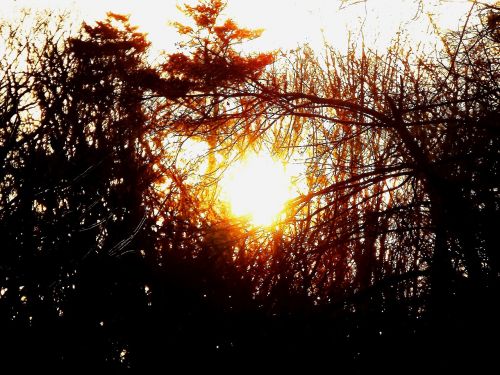 sunset tree sky