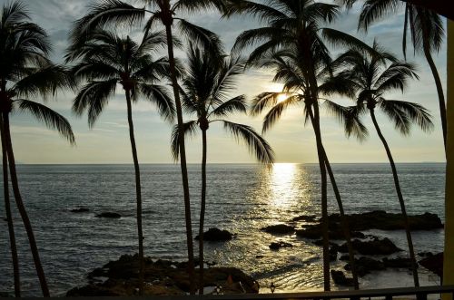 sunset palms palm trees