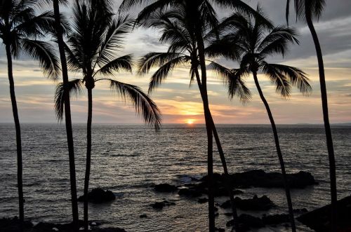 sunset palms palm trees