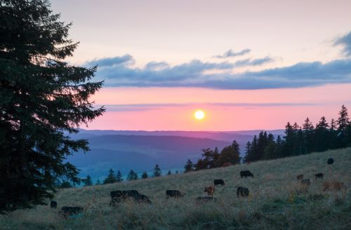 sunset cows pasture