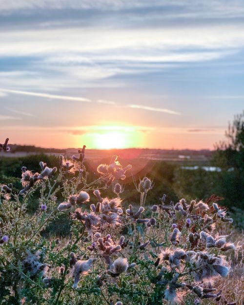 sunset grass plants