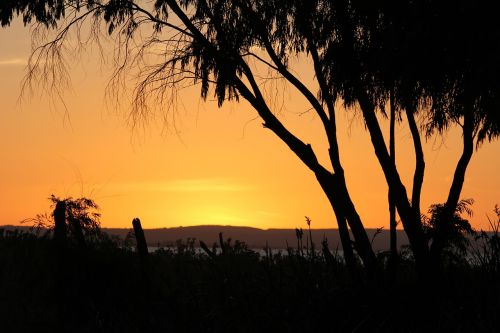 sunset trees branches