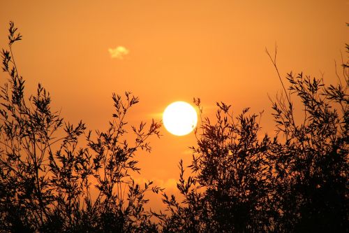 sunset branches tree