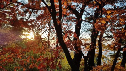 sunset wood autumn leaves