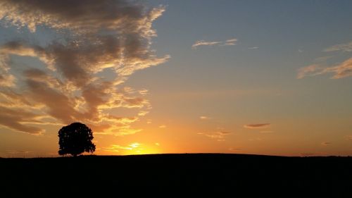 sunset tree abendstimmung