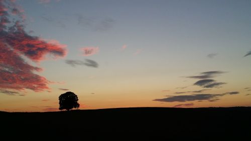 sunset tree abendstimmung