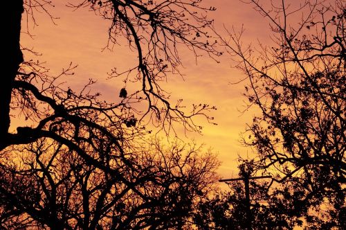 sunset trees sky