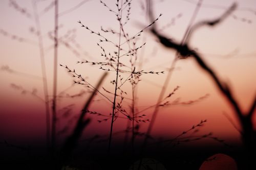 sunset plants nature